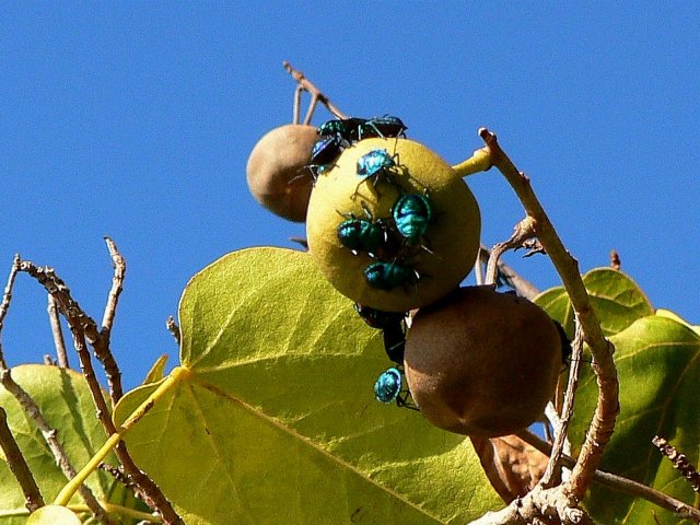 25- Des insectes bleus devorent un fruit 